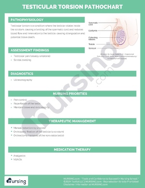 Testicular Torsion Pathochart.pdf