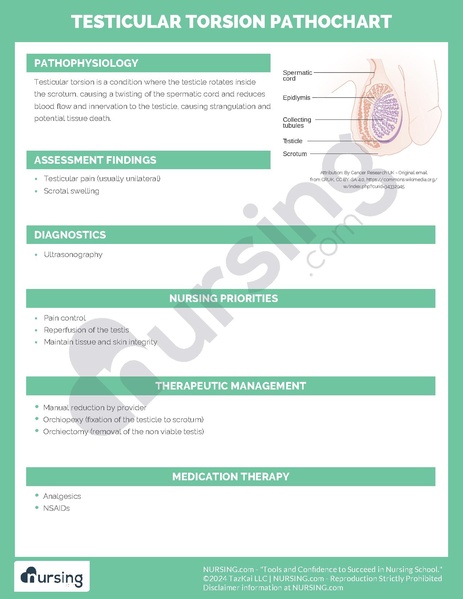 File:Testicular Torsion Pathochart.pdf