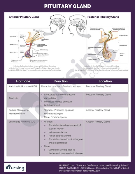 File:Pituitary Gland.pdf