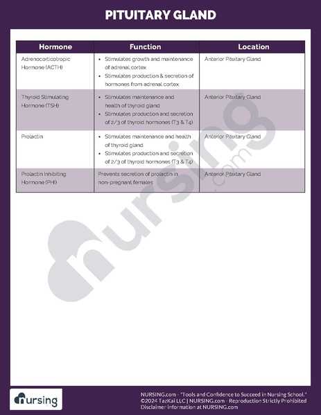 File:Pituitary Gland.pdf