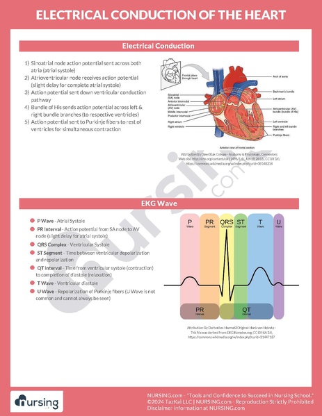 File:Electrical Conduction of The Heart.pdf