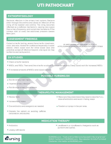 File:UTI Pathochart.pdf