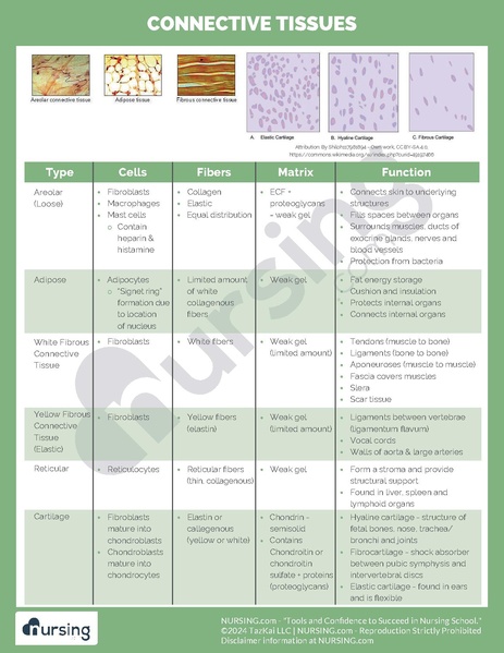 File:Connective Tissues.pdf