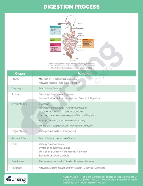 File:Digestion Process.pdf