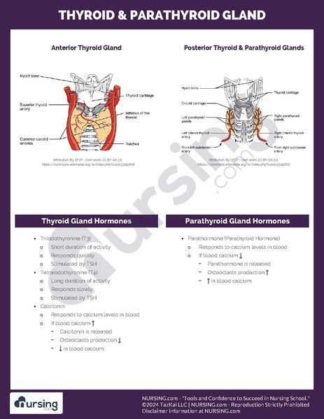 File:Thyroid & Parathyroid Gland.pdf