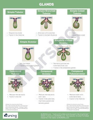 Glands.pdf