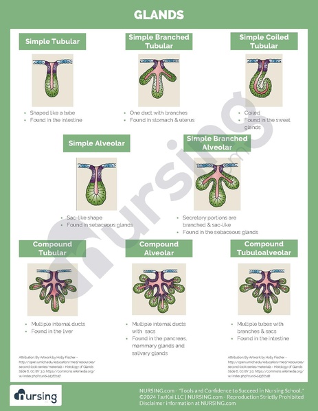 File:Glands.pdf