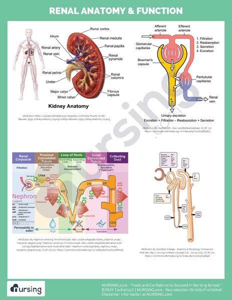 File:Renal Anatomy & Function.pdf