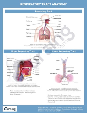 Respiratory Tract Anatomy.pdf