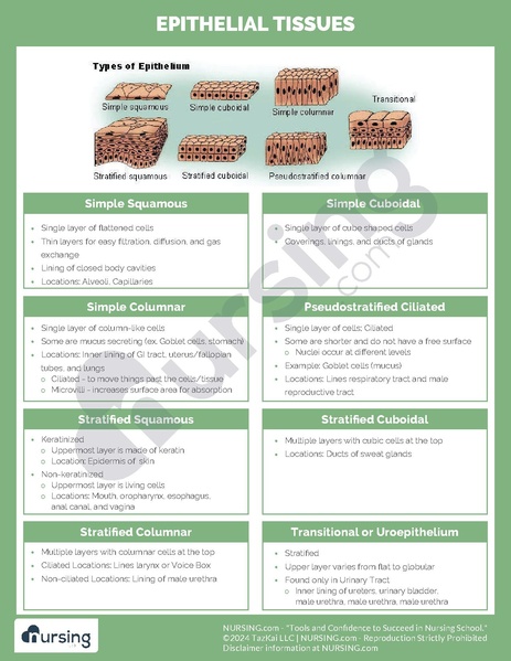 File:Epithelial Tissues.pdf