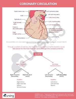 Coronary Circulation.pdf