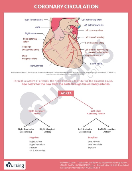 File:Coronary Circulation.pdf
