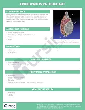 Epididymitis Pathochart.pdf