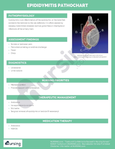 File:Epididymitis Pathochart.pdf