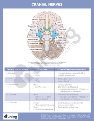 Cranial Nerves.pdf