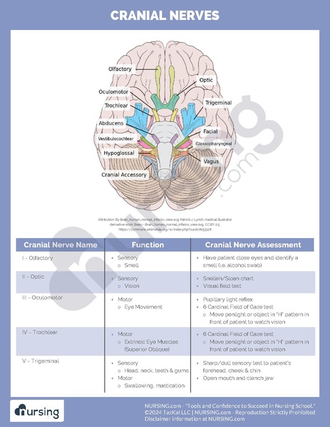 File:Cranial Nerves.pdf