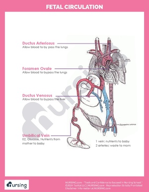 Fetal Circulation.pdf