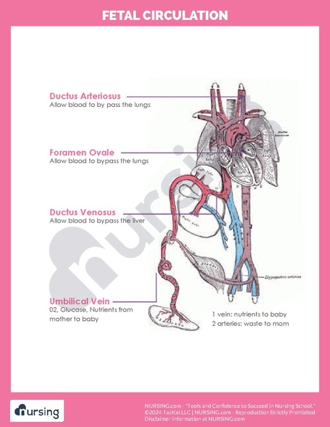 File:Fetal Circulation.pdf