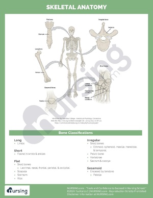 Skeletal Anatomy.pdf