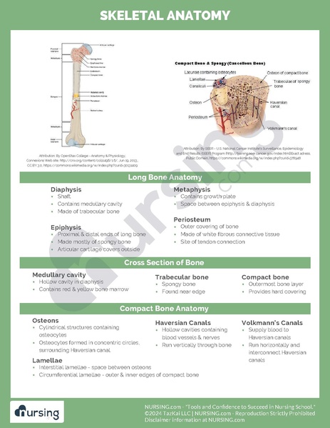 File:Skeletal Anatomy.pdf
