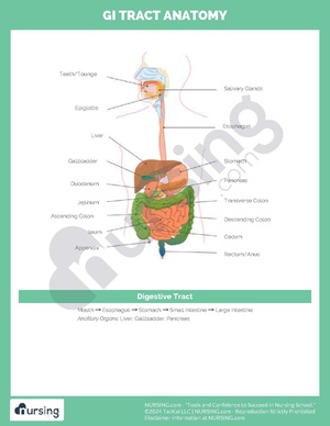 GI Tract Anatomy.pdf
