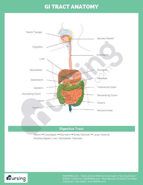 File:GI Tract Anatomy.pdf