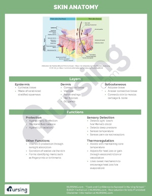 Skin Anatomy.pdf
