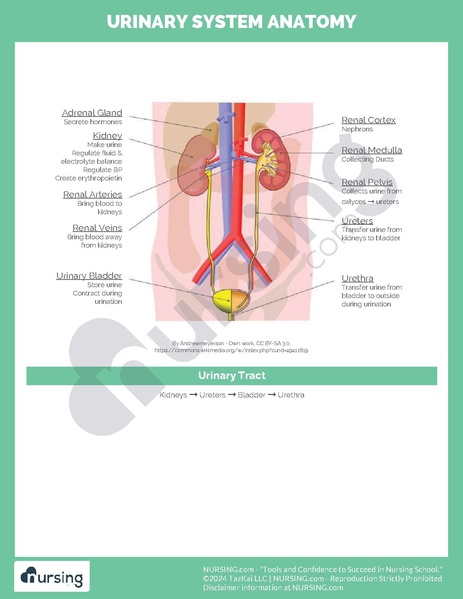 File:Urinary System Anatomy.pdf