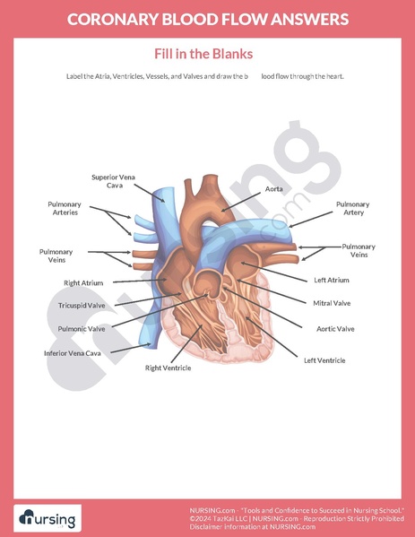 File:Coronary Blood Flow Worksheet – Answers.pdf