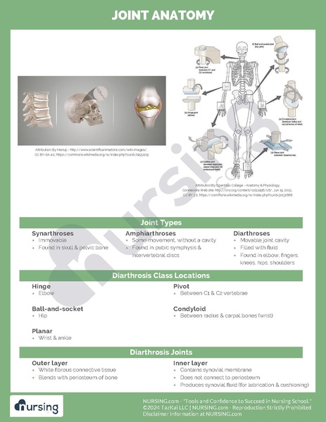 File:Joint Anatomy.pdf