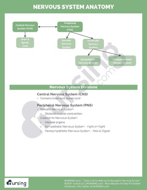 Nervous System Anatomy.pdf