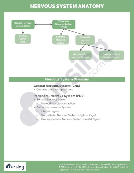 File:Nervous System Anatomy.pdf