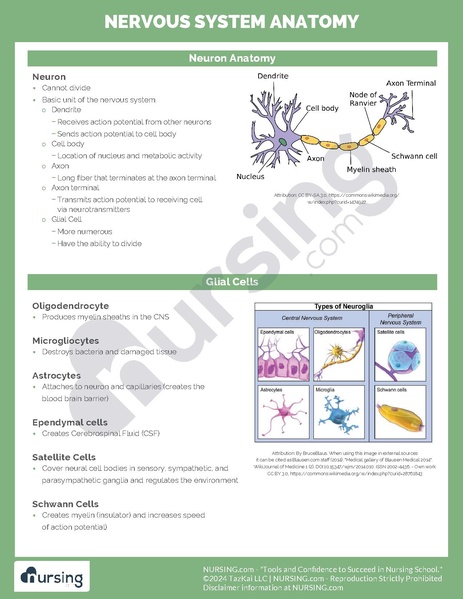 File:Nervous System Anatomy.pdf