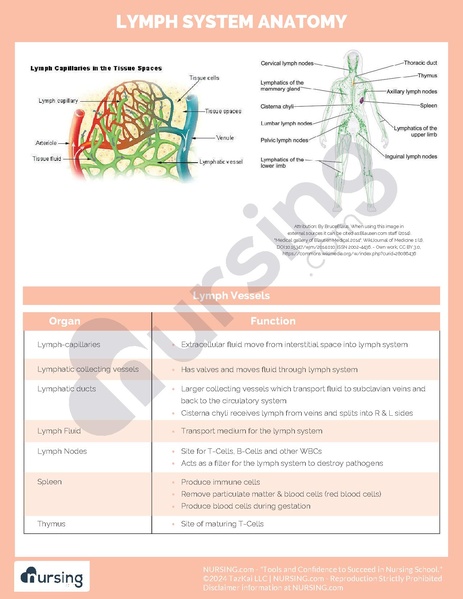 File:Lymph System Anatomy.pdf