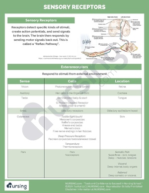 Sensory Receptors.pdf