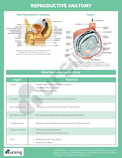 File:Reproductive Anatomy.pdf