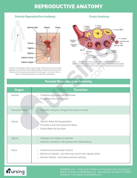 File:Reproductive Anatomy.pdf