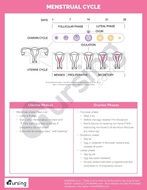 Menstrual Cycle.pdf