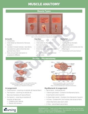 Muscle Anatomy.pdf