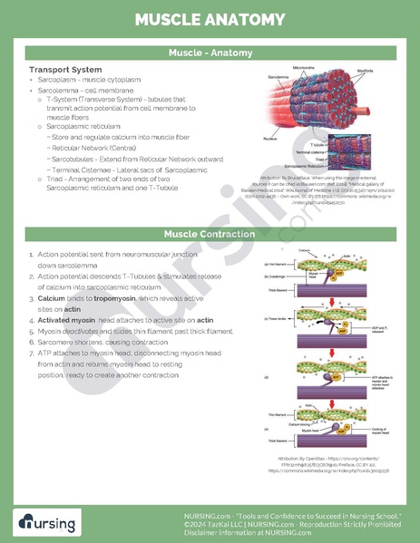 File:Muscle Anatomy.pdf